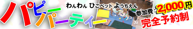 ひごペット わんわん ようちえん パピーパーティー