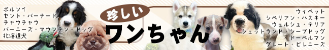 珍しいワンちゃん大集合 珍犬 レアカラー