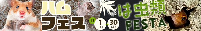 ハムスター・爬虫類フェスタ