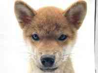柴犬