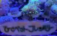 \tgR[