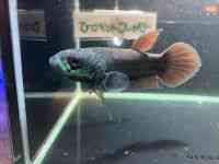 Chx^
