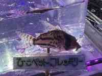 RhX@V[gm[Y