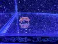 ̑iCnbkށj