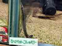 ̑i^i}Yj