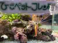 ̑iCȋjj