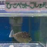 ̑iCȋjj