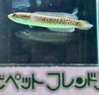 RE^C