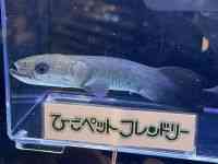 ̑iAij