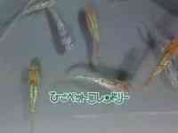 ̑iǃ_Jj
