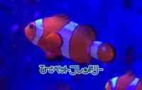 カクレクマノミ