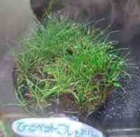 V[gEwA[OX