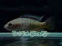 ̑iE^j