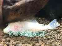 ̑iE^j