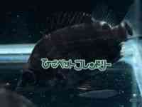 _gjIEvX