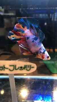 WCAgx^