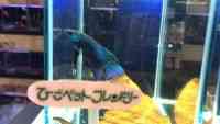 Chx^