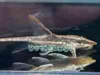 t@EF