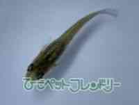 その他(改良メダカ)