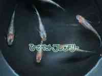 ̑iǃ_Jj