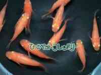 ̑iǃ_Jj