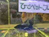 Chx^