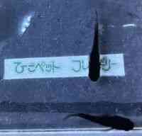 ̑iǃ_Jj
