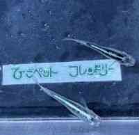̑iǃ_Jj