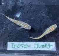 ̑iǃ_Jj