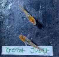 ̑iǃ_Jj