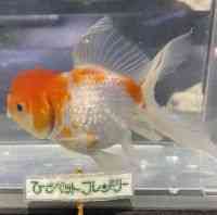 その他(金魚)