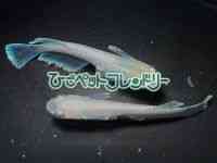 ̑iǃ_Jj