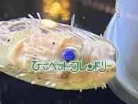 ̑itOj
