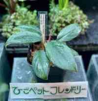 観葉植物
