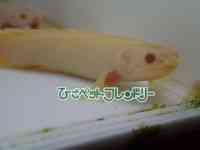 ZlKX
