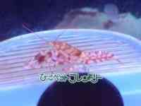 ̑iCnbkށj
