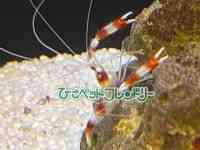 ̑iCnbkށj