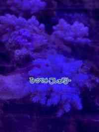 \tgR[