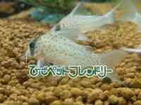 RhX@V[gm[Y