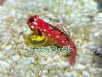 ̑iSxj