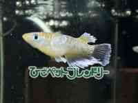 ̑iǃ_Jj