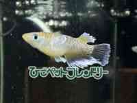 ̑iǃ_Jj