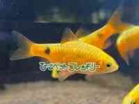 ^MуRCiouj