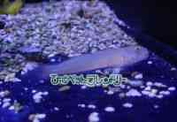 ̑in[j