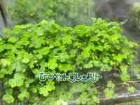 񂹐A