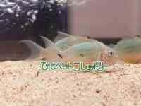 RhX@V[gm[Y