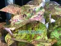 ^Cjt@