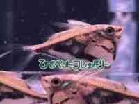 n`Fbg