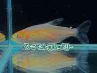 RSeg