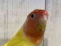コザクラインコ